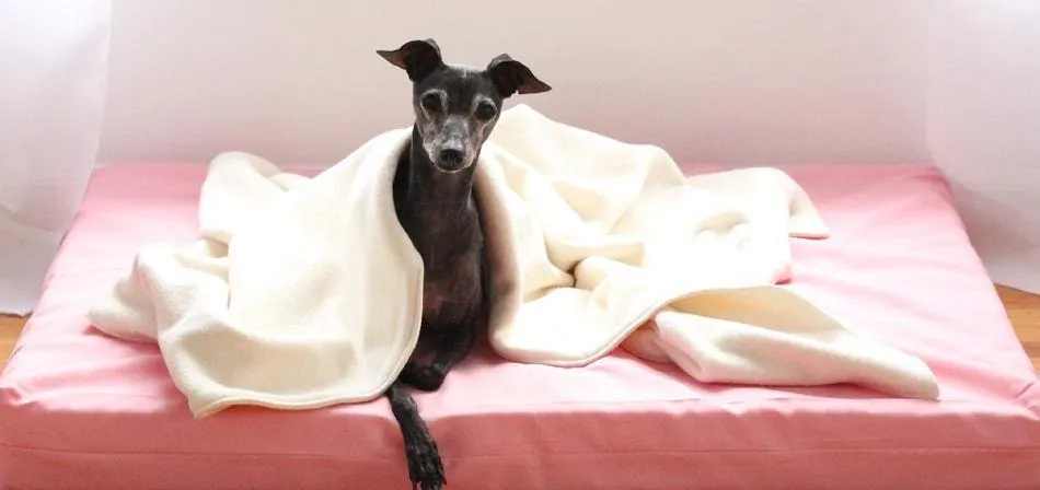 Organic Cotton Dog Blanket, Natural Fleece
